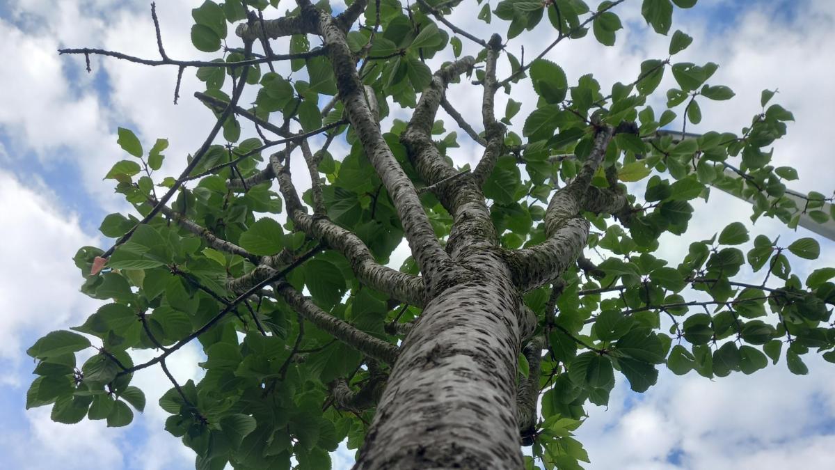Einen Baum spenden und selbst pflanzen im Bürgerpark Nord Augsburg