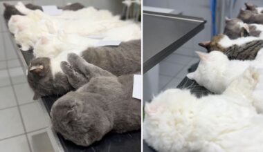 Ungewöhnliche Fotos: Diese 12 Kater haben alle das gleiche Problem | Regional