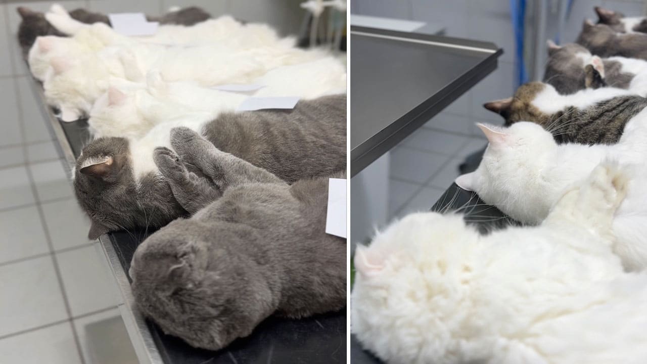 Ungewöhnliche Fotos: Diese 12 Kater haben alle das gleiche Problem | Regional
