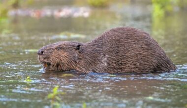 Naturschützer wollen Umsiedlung von Bibern nach Frankreich verhindern