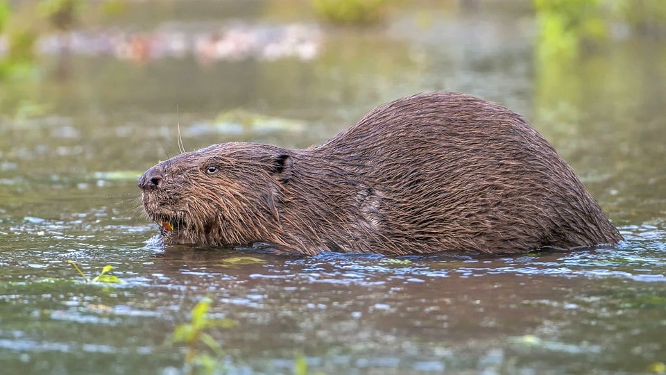 Naturschützer wollen Umsiedlung von Bibern nach Frankreich verhindern