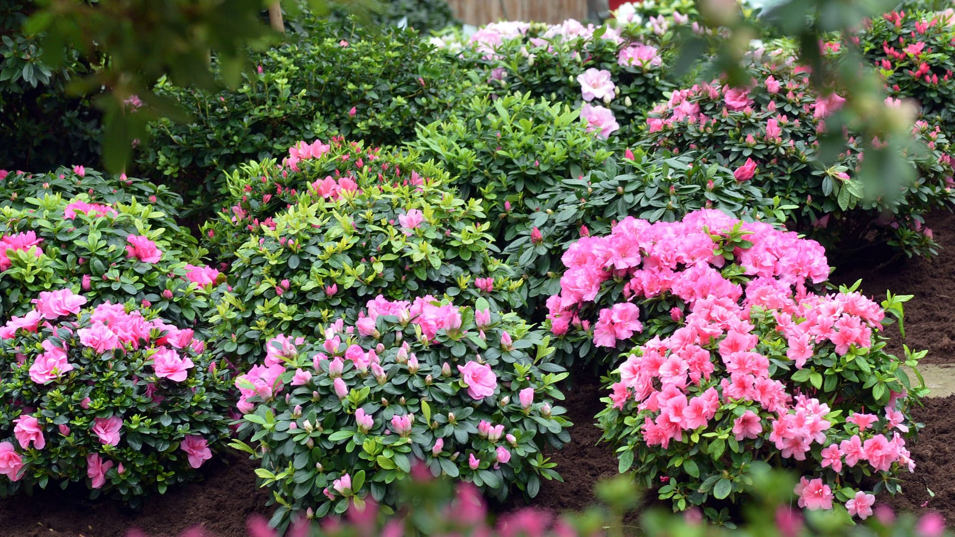 Botanika in Bremen (Archivbild): Die Insolvenz der Botanika GmbH ist vorerst abgewendet. Botanika in Bremen (Archivbild): Die Insolvenz der Botanika GmbH ist vorerst abgewendet.