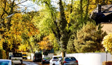 München: Neue Baumschutzverordnung stärkt Schutz für Bäume - München