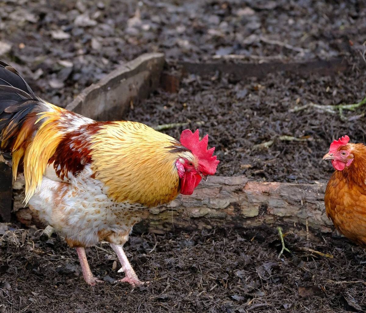 Vogelgrippe in Hürth bestätigt: Schutzmaßnahmen beschlossen