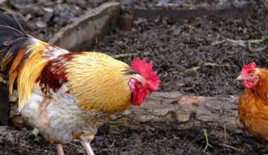 Vogelgrippe in Hürth bestätigt: Schutzmaßnahmen beschlossen