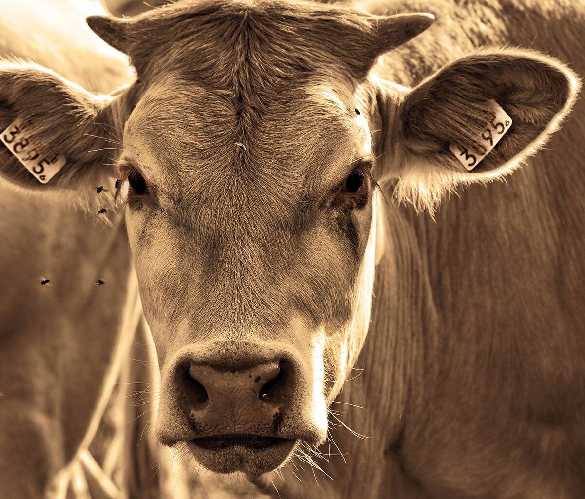 Bonn / Rhein-Sieg-Kreis: Impfungen gegen Blauzungenkrankheit