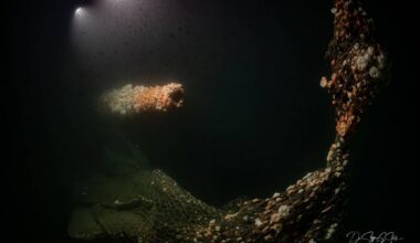 London | Von deutschem U-Boot versenkt: Forscher tauchen zu Wrack