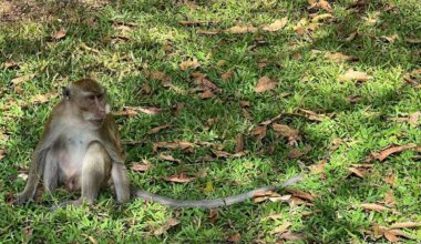 Bangkok | Affen in Plastiknetzen – Mutmaßliche Schmuggler gestoppt