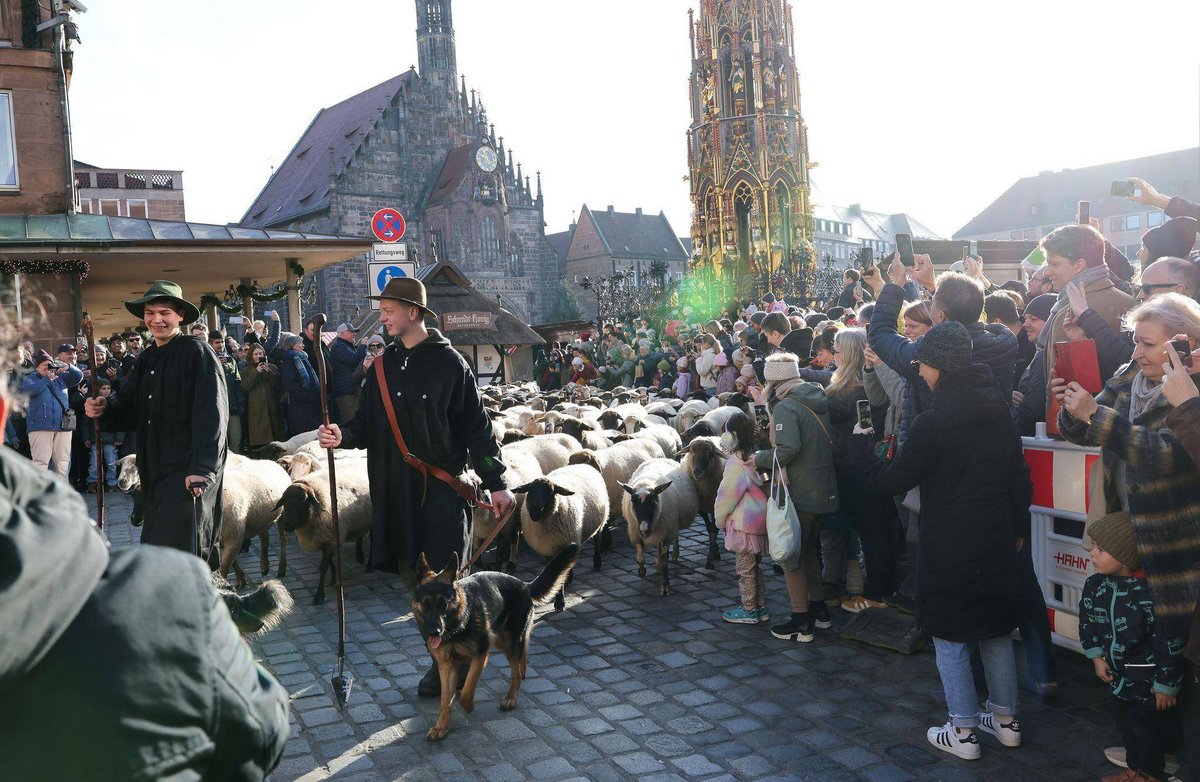 Nürnberg | Hunderte Schafe ziehen mitten durch die Nürnberger Altstadt