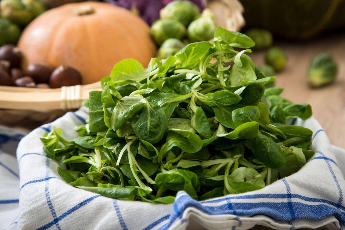 Bonn | Feldsalat nicht unter fließendem Wasser abspülen