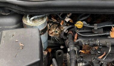 Augsburg | Feuerwehr rettet im Motorraum eingeklemmte Katze
