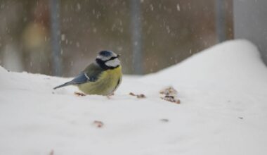 Bielefeld: Meisenknödel-Verbot in der Innenstadt