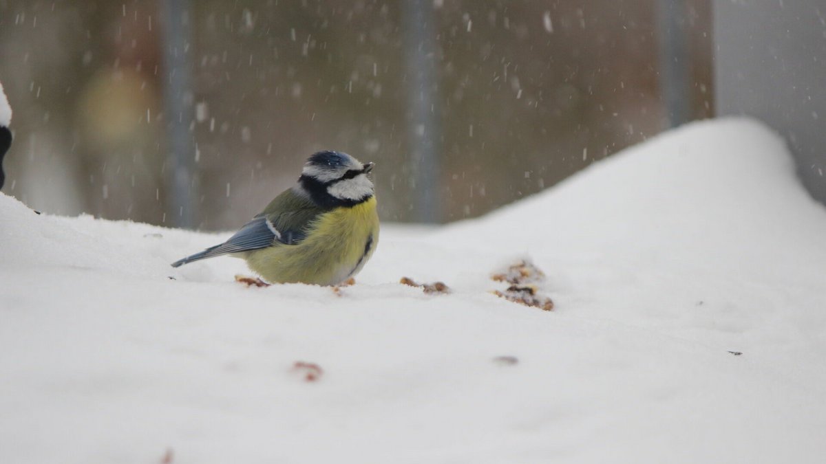 Bielefeld: Meisenknödel-Verbot in der Innenstadt