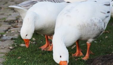 Geflügelpest im Kreis Gütersloh: Fälle in Rietberg und Verl