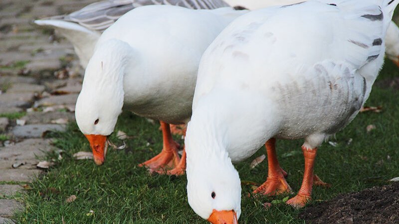 Geflügelpest im Kreis Gütersloh: Fälle in Rietberg und Verl