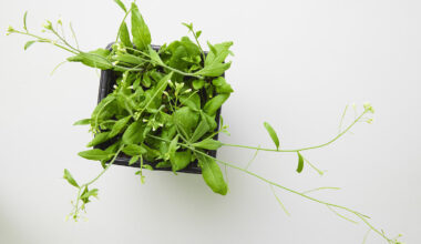 Wie Pflanzen unerwünschte Gene aufs Abstellgleis befördern