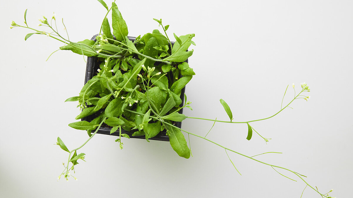 Wie Pflanzen unerwünschte Gene aufs Abstellgleis befördern