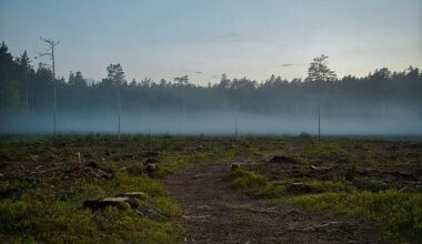 Entwaldungsfreie Lieferketten: EU-Parlament auf rechtem Abholz-Kurs