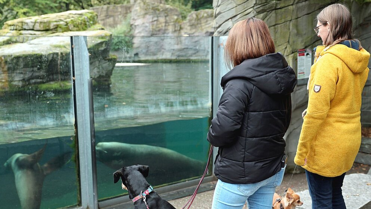 Hunde dürfen erstmals am Wochenende mit rein!