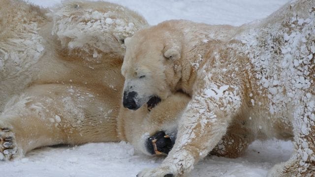 Eisbären im Nürnberger Tiergarten