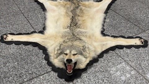 Dieses Wolfsfell stellte der Zoll am Frankfurter Flughafen sicher: Das könnte teuer für den Reisenden werden. Dieses Wolfsfell stellte der Zoll am Frankfurter Flughafen sicher: Das könnte teuer für den Reisenden werden.