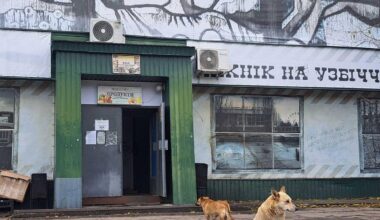 Rätsel um blaue Hunde in Tschernobyl ist gelöst