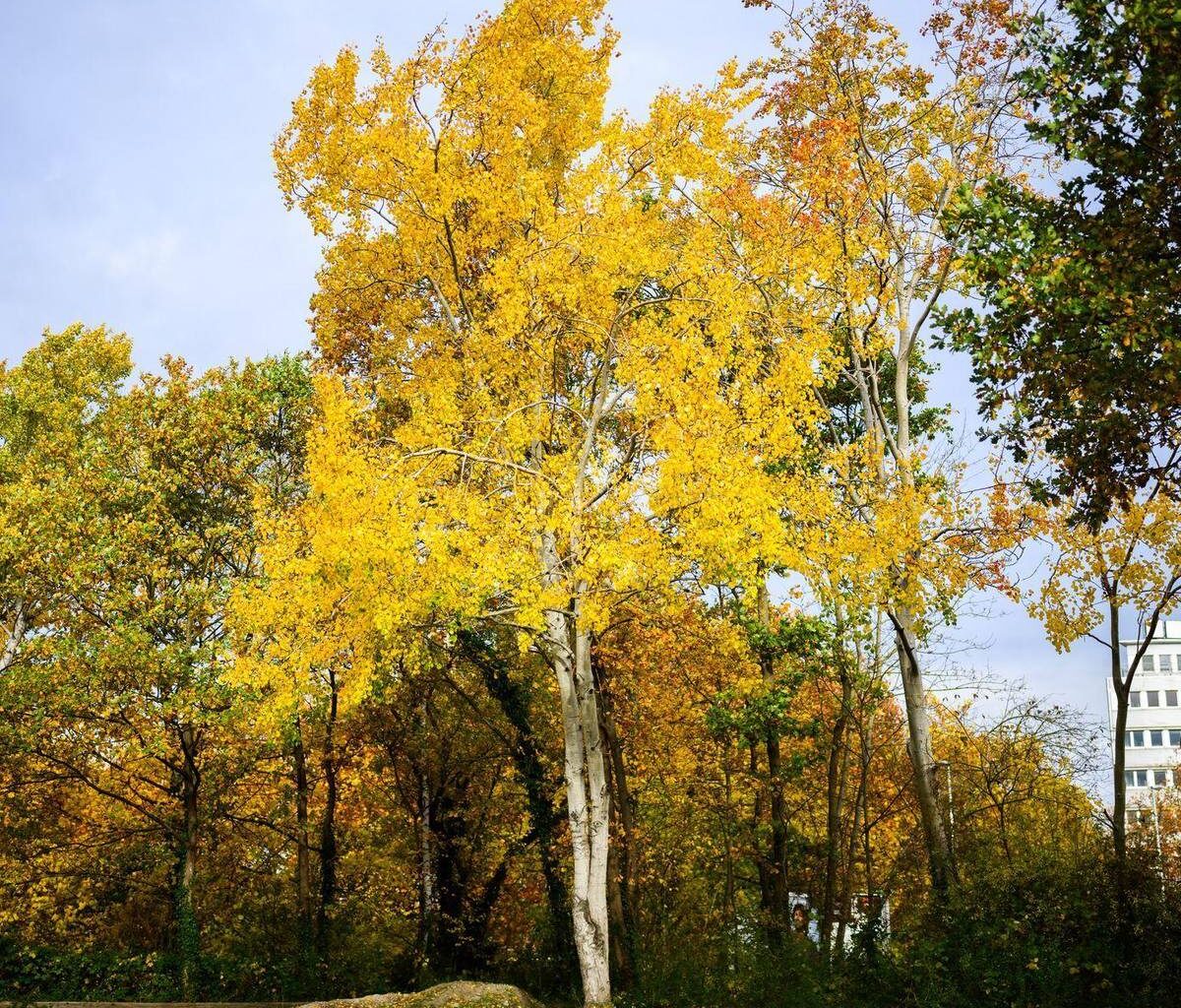 Zitterpappel wird Baum des Jahres – Lebensretterin im Wald