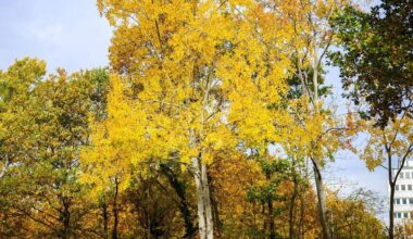 Zitterpappel wird Baum des Jahres – Lebensretterin im Wald