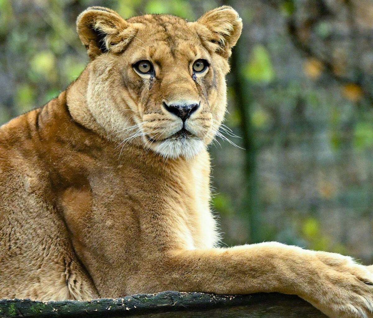 Zoo in Neuseeland muss schließen - Löwen eingeschläfert