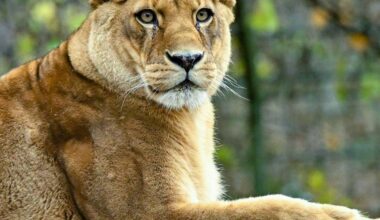 Zoo in Neuseeland muss schließen - Löwen eingeschläfert
