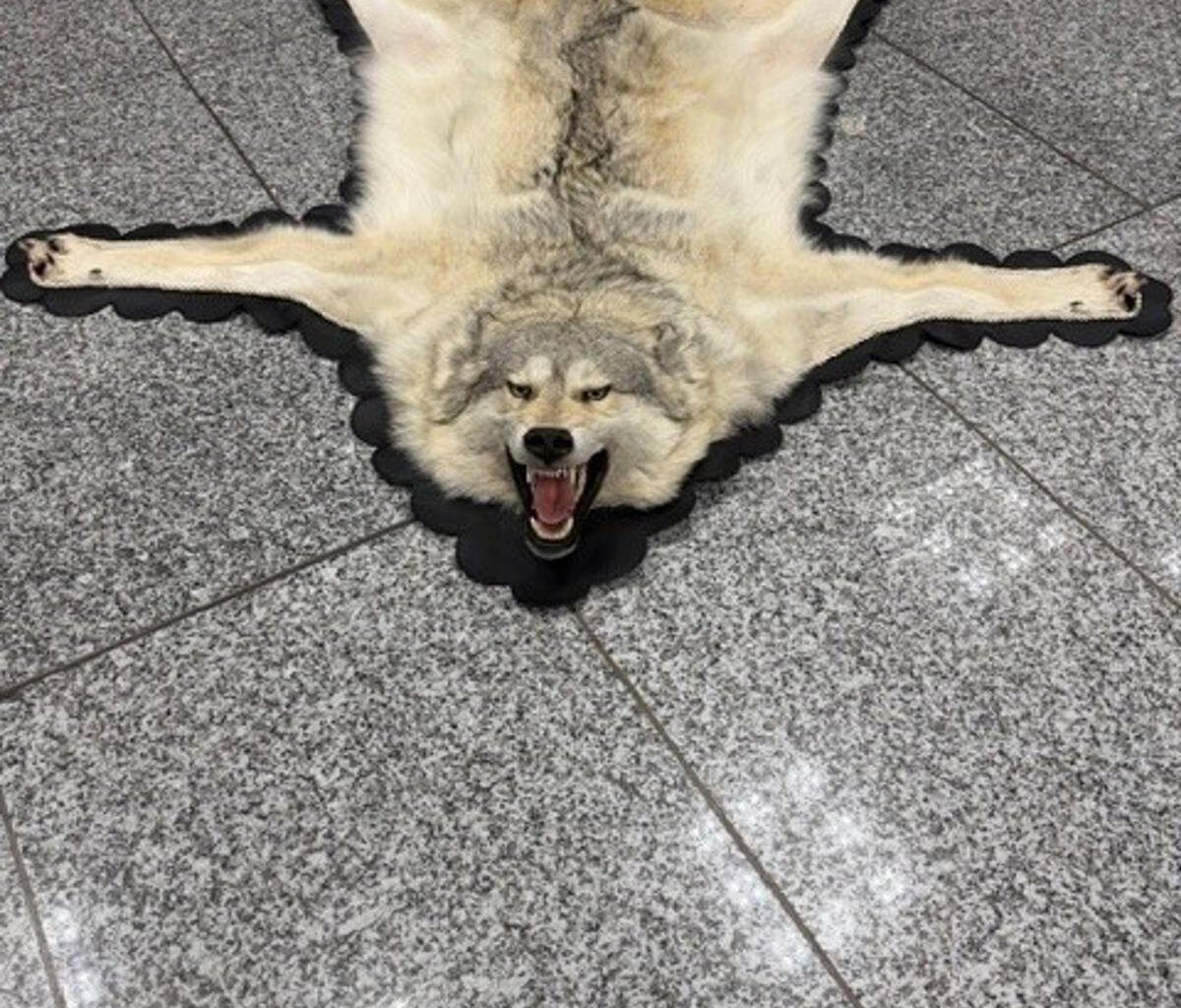 Zoll findet Wolfspelz im Koffer