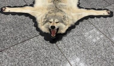 Zoll findet Wolfspelz im Koffer