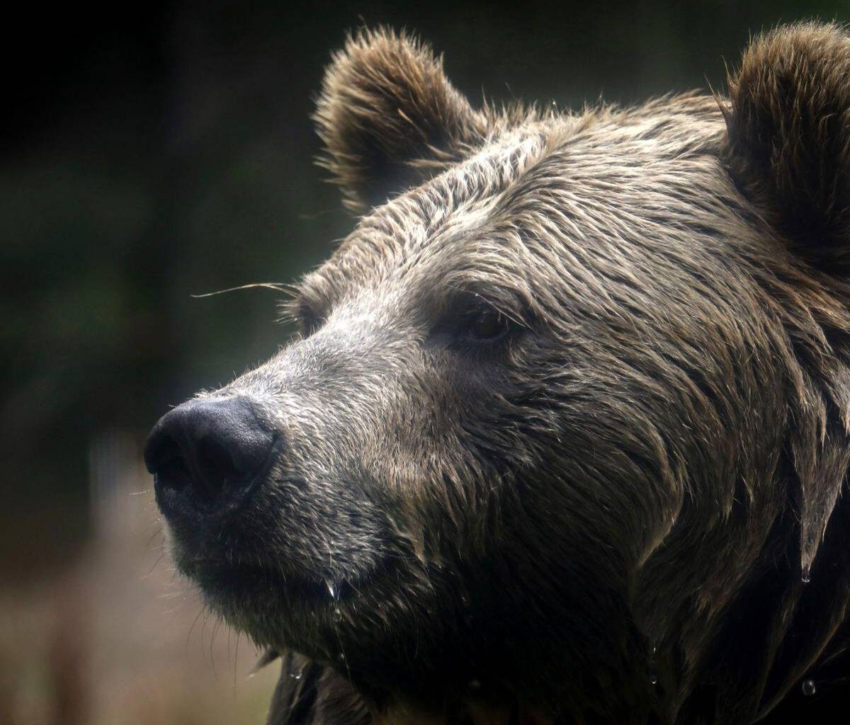 Berichte: Grizzlybär greift Grundschulklasse an - Verletzte