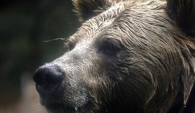 Berichte: Grizzlybär greift Grundschulklasse an - Verletzte