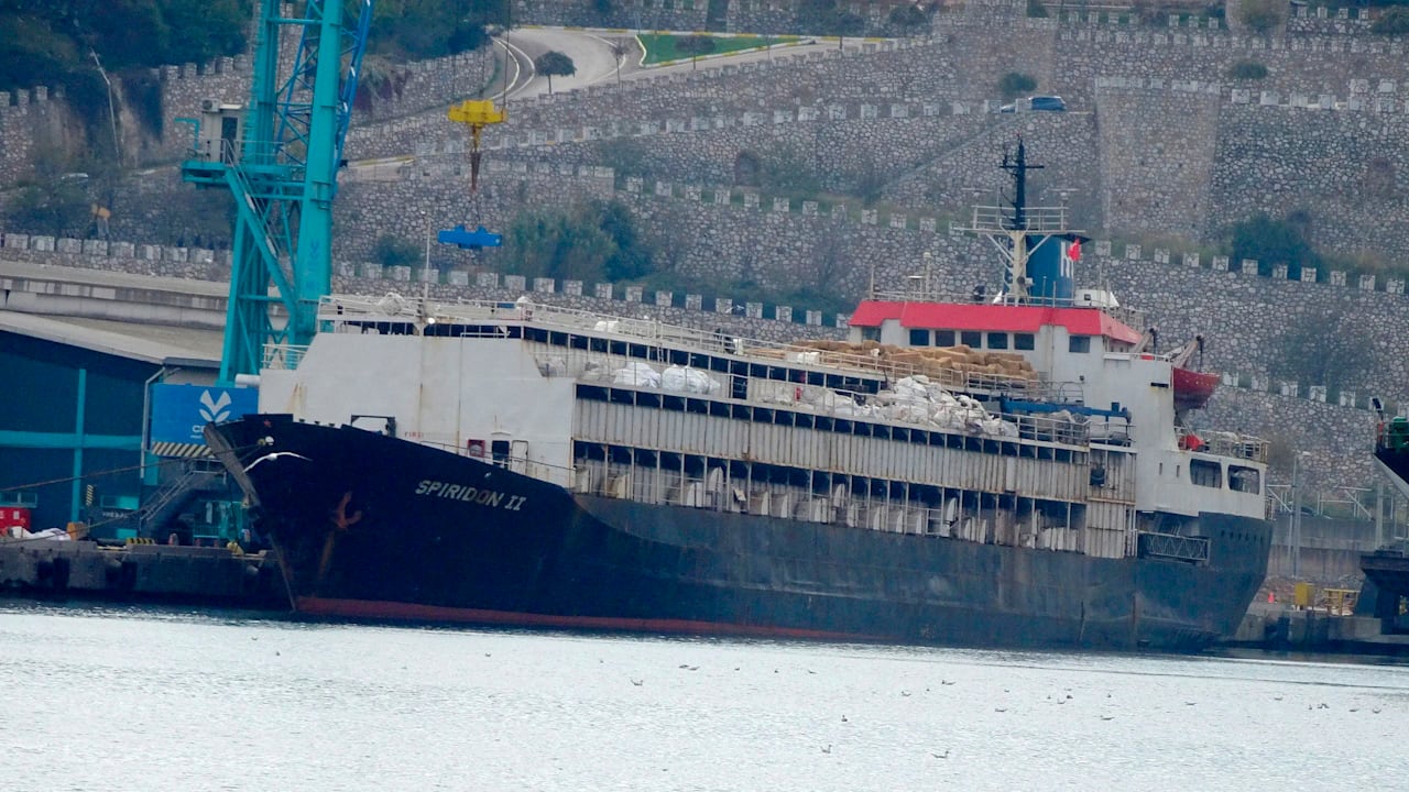 Drama auf See: 2900 Rinder sitzen seit Wochen auf Frachtschiff fest | News