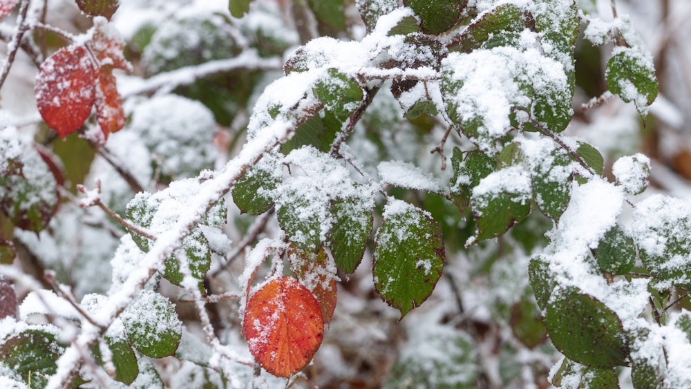 DWD: In den Alpen und im südlichen Vorland sind leichte Schneefälle möglich.