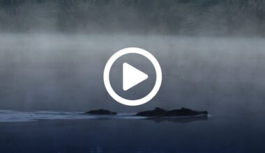 Alarm am Heidesee: Wildschweinplage im Heidebad