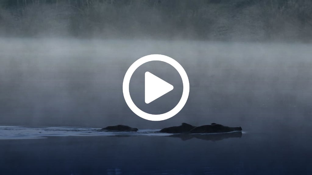 Alarm am Heidesee: Wildschweinplage im Heidebad