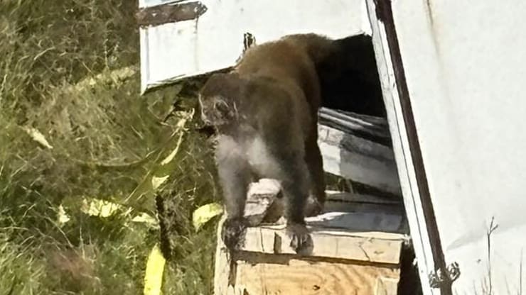 Nach Unfall in den USA: Virus-Angst! Labor-Affen brechen aus Lkw aus | News