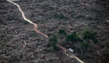 EU verschiebt Entwaldungsverordnung zum Schutz der Wälder - Politik