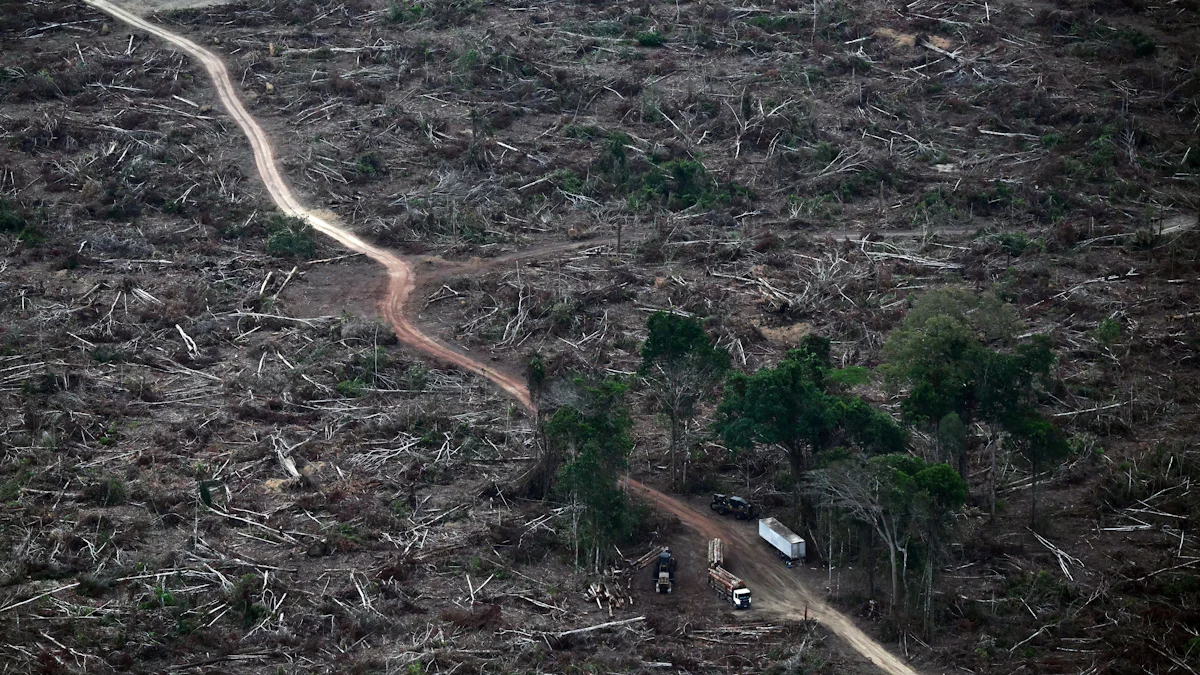 EU verschiebt Entwaldungsverordnung zum Schutz der Wälder - Politik