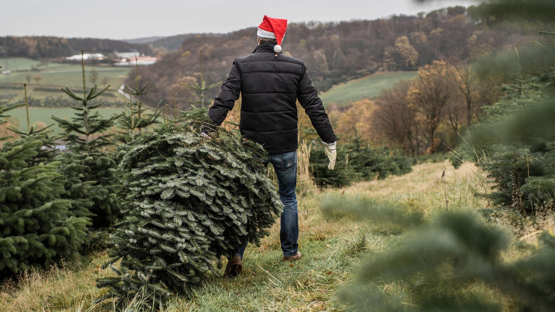 Ein Mann mit selbst geschlagenem Weihnachtsbaum (Symbolbild) Ein Mann mit selbst geschlagenem Weihnachtsbaum (Symbolbild)