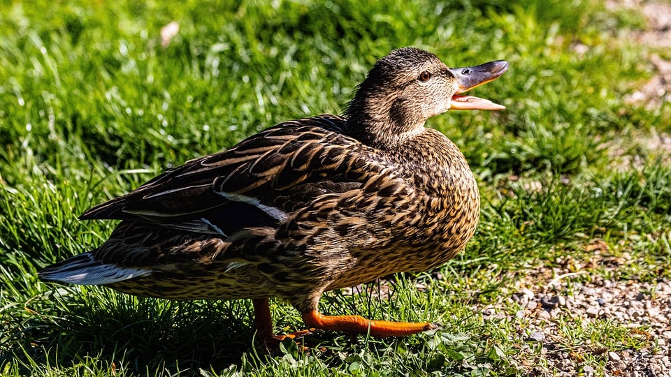Ente stößt in Dresden mit Fußgängerin zusammen und stirbt