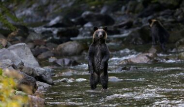 Kaum noch Scheu vor Menschen: Tödliche Bärenangriffe versetzen Japan in Angst
