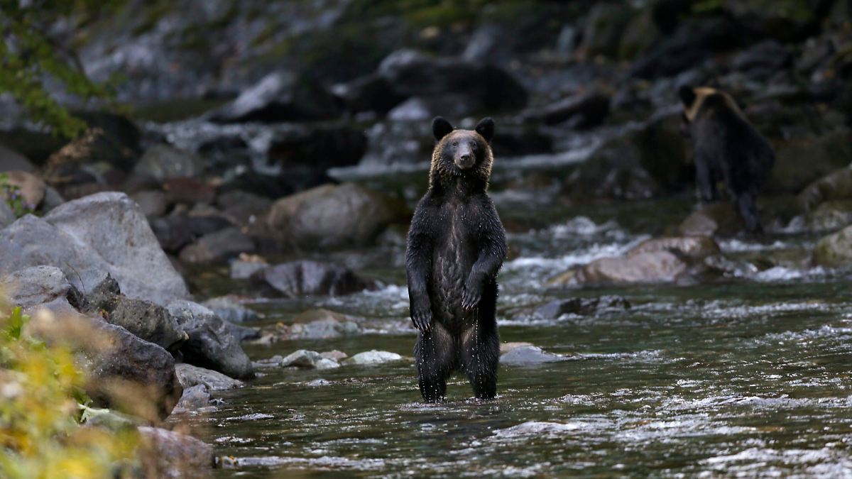 Kaum noch Scheu vor Menschen: Tödliche Bärenangriffe versetzen Japan in Angst
