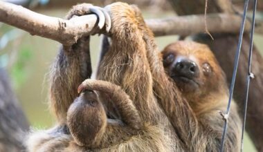 Stadtrat Dresden beschließt Finanzspritze für klammen Zoo