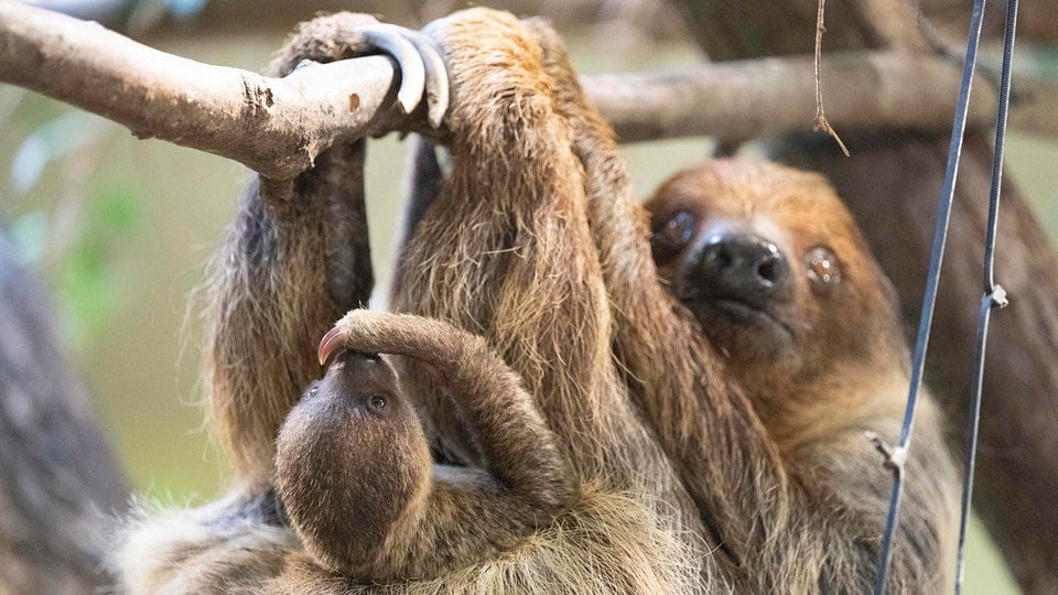 Stadtrat Dresden beschließt Finanzspritze für klammen Zoo