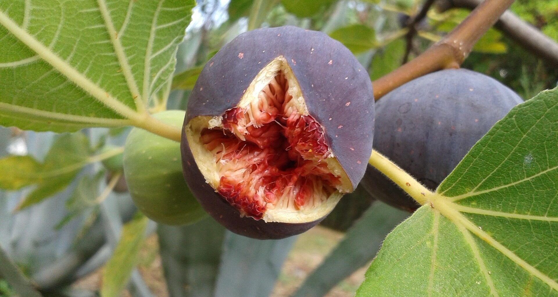 Perus Feigenausfuhren erreichen Wert von 5,4 Millionen US-Dollar