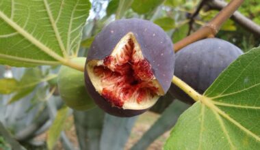 Perus Feigenausfuhren erreichen Wert von 5,4 Millionen US-Dollar