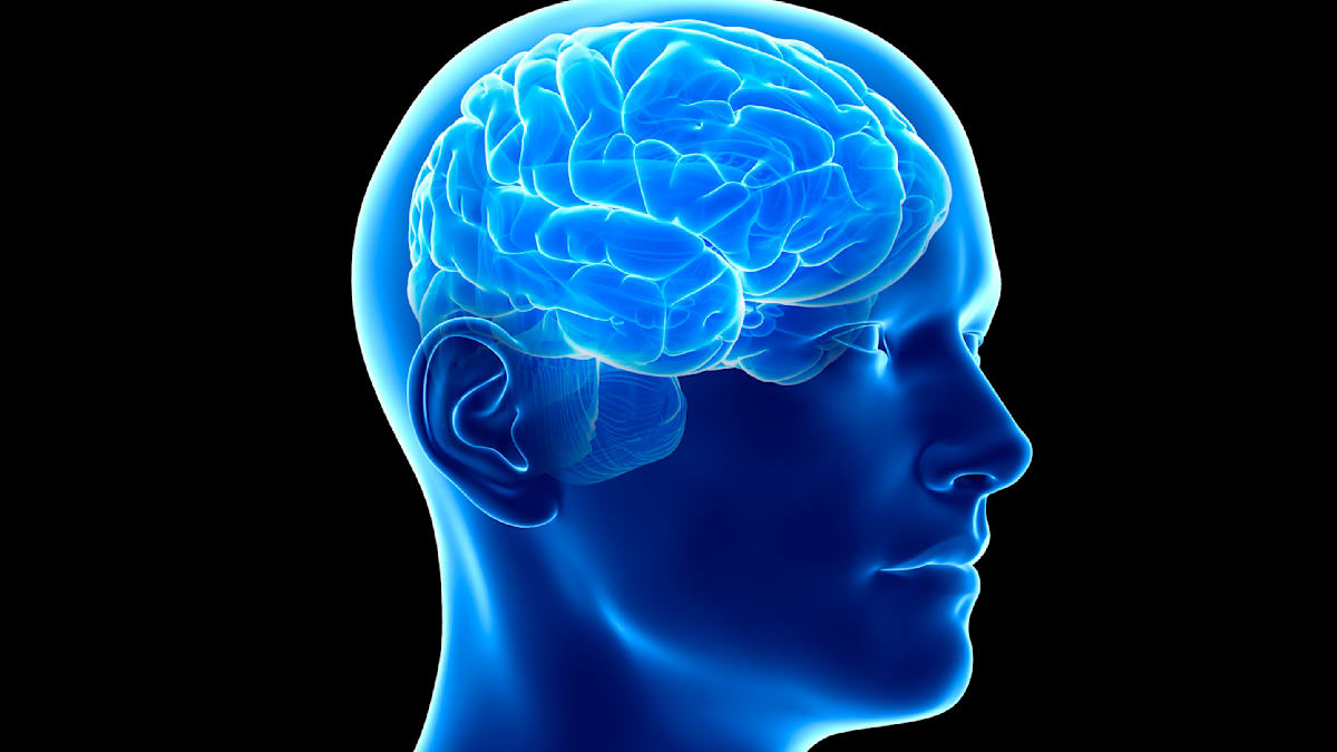 Alterung des Gehirns: In dieser Phase befindet sich der Mensch auf einem „Plateau der Intelligenz und Persönlichkeit“